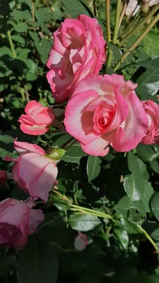Саженцы розы из питомника сорт Арлекин - купить оптом и розницу по низкой  цене с доставкой по Москве и области!