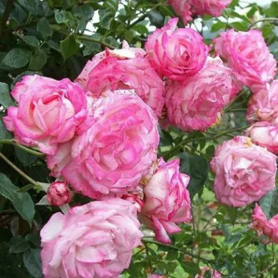 Купить саженцы розы парковой Декор Арлекин с доставкой в Москве и  Подмосковье
