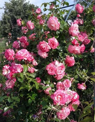 Роза плетистая Арлекин – купить в питомнике по цене 492 ₽