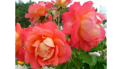 Роза Декор Арлекин Мейян (шраб, малинов)