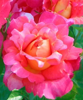 Саженцы розы шраб Декор Арлекин (Decor Arlequin) купить в Москве по цене от  1 800 до 3060 руб. - питомник растений Элитный Сад