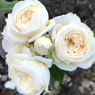 Artemis (Sweet child of mine ) :: ������������ ��� | Beautiful rose  flowers, Amazing flowers, Pretty flowers