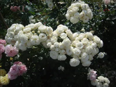 File:Rosa 'Artemis' 01.jpg - Wikimedia Commons