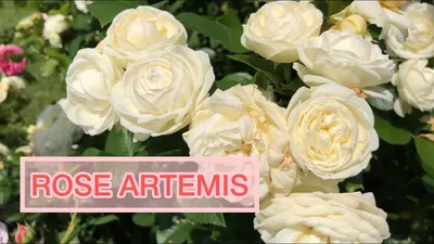 Champagne rose buds and flowers, Artemis variety in greenery in the garden  on a bush Stock Photo - Alamy