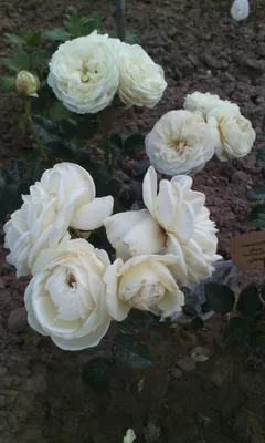 Photo of the bloom of Rose (Rosa 'Artemis') posted by sunnyvalley -  Garden.org