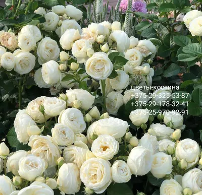 Artemis® | Roses' Name