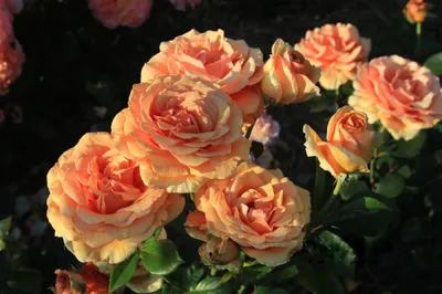 Роза чайно-гибридная Tantau Ashram Bora-Bora, Tanmarsa Ашрам - «Роскошный  цвет, мощные кусты... Самые красивые и сильные розы в моем саду. » | отзывы