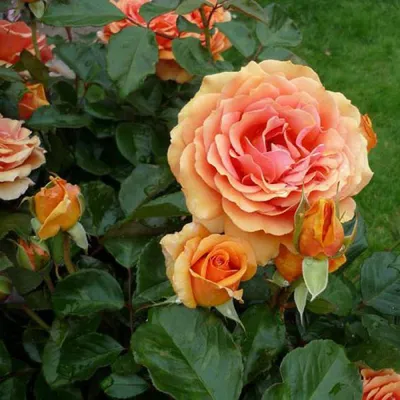 Ashram | Wagner's Rose Nursery