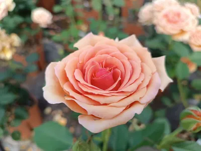 Саженцы розы ашрам купить в Москве по цене от 690 рублей
