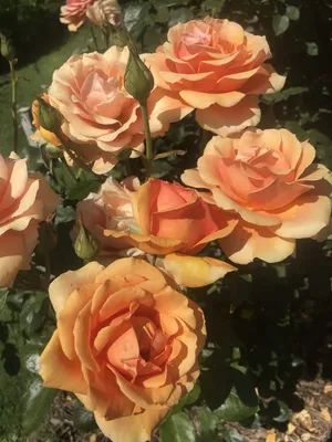 Роза Ашрам | Чудеса Саду — Саджанці та добрива