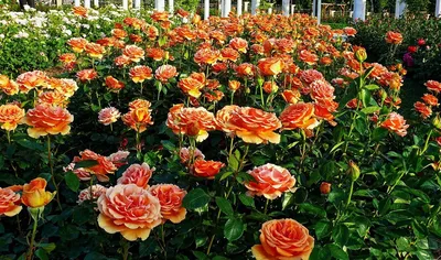 Роза \"Ashram\" купить в питомнике растений с доставкой по Липецку и Липецкой  области, саженцы, выращивание, посадка и уход