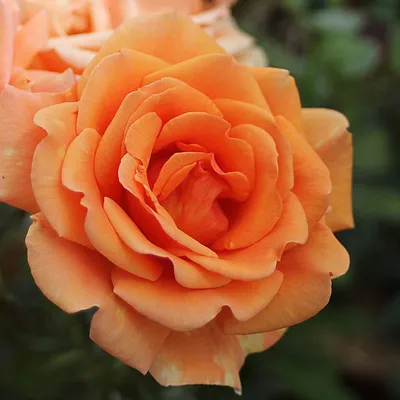 Ashram – Melvilles Roses