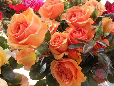 Роза чайно- гибридная Ашрам (ID#1461048341), цена: 60 ₴, купить на Prom.ua