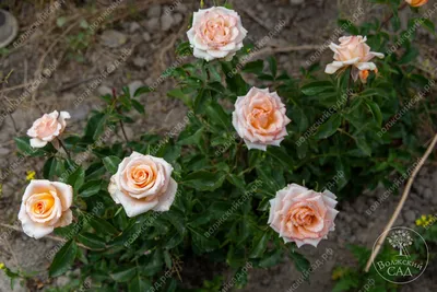 Ludwig's Roses - 'King David' TANmarsa (Ashram) this... | Facebook