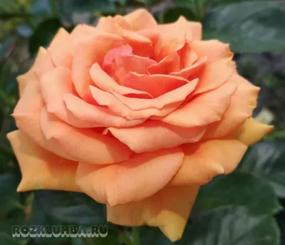 Роза Ашрам (Ashram) – Ваш сад