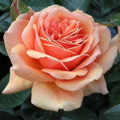 Ашрам (Ashram) - Чайно-гибридные розы - Розы - Каталог