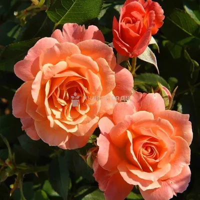 Photo of the entire plant of Rose (Rosa 'Ashram') posted by Orsola -  Garden.org