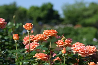 Роза Ашрам (Однолетний, ОКС) - купить Розы чайно-гибридные в Киеве и  Украине, выгодная цена Роза Ашрам в интернет-магазине Agrostore ТМ  (Агростор)