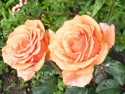 Rose 'Ashram' Bush Form - Hello Hello Plants