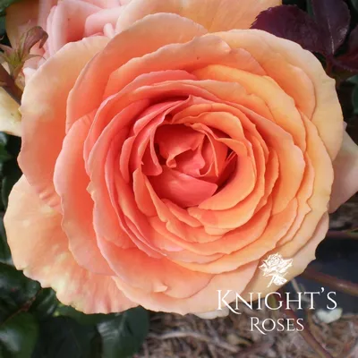 Rosa (Teehybride) 'Ashram', Grossblumige Rose - Gartenpflanzen Daepp