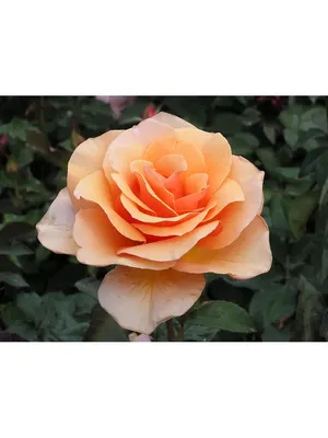 Саженец розы чайно-гибридная сорт \"Ашрам\" — цена в Орске, купить в  интернет-магазине, характеристики и отзывы, фото