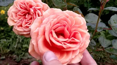Ashram - BUY THIS ROSE ONLINE - Knight's Roses Australia
