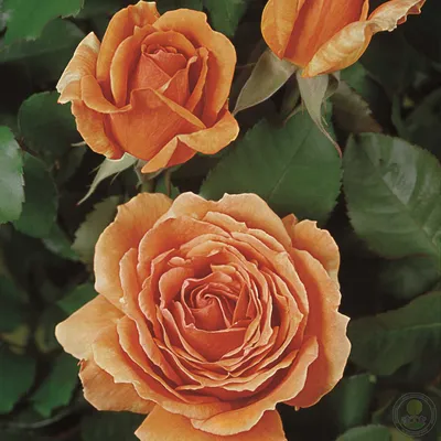 Роза Ашрам (Rosa Ashram) 11л, цена в Санкт-Петербурге от компании  Вилла-планта (садовый центр и питомник растений, ландшафтное бюро)