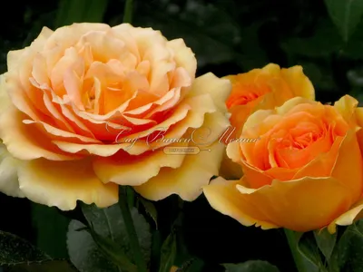 Цветение розы Ашрам || Ashram rose in bloom - YouTube