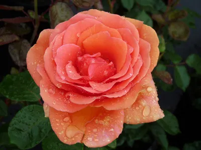 Ashram – Swiss Rose Garden Nursery