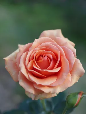 EDROSES-розплідник троянд - Роза 🌹 Ашрам (Ashram ,Bora-Bora, Tanmarsa)  ,Tantau, Германия 🇩🇪, 1998. Чайно-гибридная роза. 📌 Заказы на ОСЕНЬ 2020  принимаем ➡️ через наш сайт https://edroses.com.ua ...