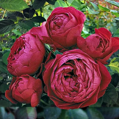 Роза Аскот Ascot – Ваш сад