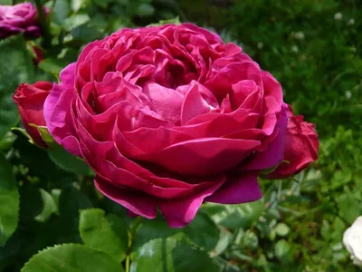 rose ascot rose bushes are purple, globular, densely filled with rose  petals pink color, bright green leaves, grow in the garden lit by the sun,  pink Stock Photo - Alamy