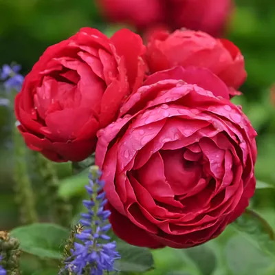 rosa ascot – Flowersense