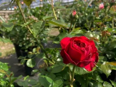 Blooming Rose in the Garden on a Sunny Day. Rose Ascot Stock Photo - Image  of english, outdoors: 191498968