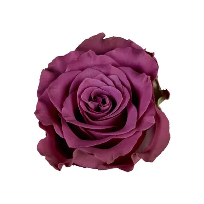 Ascot | Сорта роз - отзывы и фото | prorozy.com