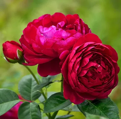 Роза Чайно-гибридная Аскот (Rose Ascot) – купить саженцы в  интернет-магазине Лафа с доставкой по Москве, Московской области и России