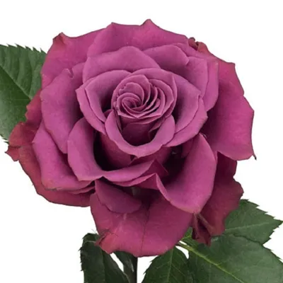 🌹 АСКОТ 🌹 . Чайно-гибридная роза Цветение: повторное Высота, см: 100 см,  хотя вполне может вырастать до 120 см. Форма: прямая, кустовая Размер... |  By Саженцы роз | Facebook