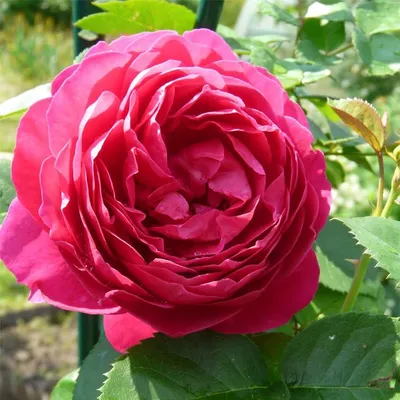 File:Rosa Ascot 2022-07-12 7133.jpg - Wikimedia Commons