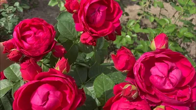 Роза «Аскот»