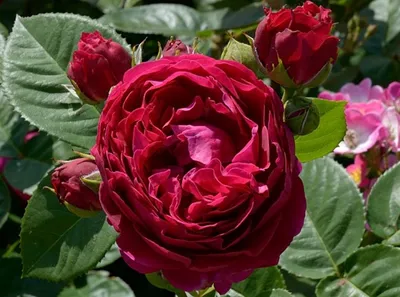 Роза Ascot (Аскот): продажа, цена в Черкасской области. Рассада и саженцы  цветов от \"Цветущий сад\" - 583233922