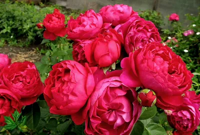 Роза чайно-гибридная Аскот (Ascot Hybrid Tea). Тантау (Tantau) - «Аскот в  цвету - это восторг! Где купить, куда посадить и прочее. А также, фото моей  розы в цвету.» | отзывы