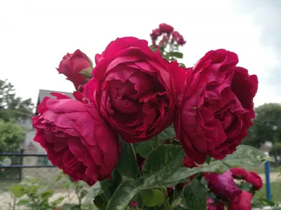 Роза \"Ascot\" купить в питомнике растений с доставкой по Самаре и Самарской  области, саженцы, выращивание, посадка и уход