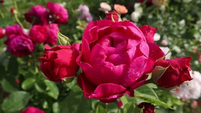 4. Чайно-гибридная роза Ascot. Цветение без прикрас.14 фотографий | Майя о  розах и не только | Дзен
