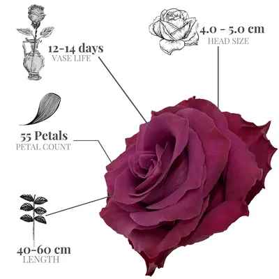 4. Чайно-гибридная роза Ascot. Цветение без прикрас.14 фотографий | Майя о  розах и не только | Дзен
