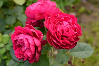 Роза Аскот - очень ценный, изумительной красоты сорт. Цветет постоянно и  обильно! - YouTube