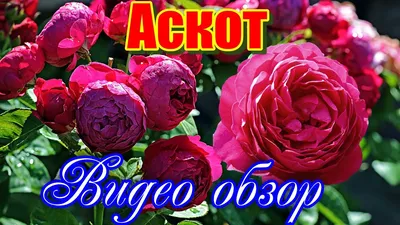 Роза Аскот - купить в Минске, доставка почтой по Беларуси, недорого в  интернет-магазине, цены