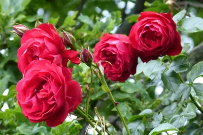 ROMANZA® Ascot - The New Zealand Rose Society