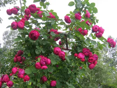 🌹 Ascot / Tantau Rose / Romantic Red Rose / Askot® / TAN01757 - YouTube