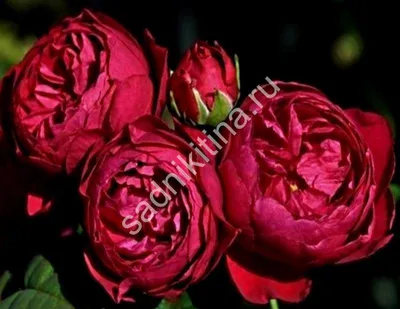 Купить саженцы Роза чайная Аскот с доставкой! | Florali-Flor