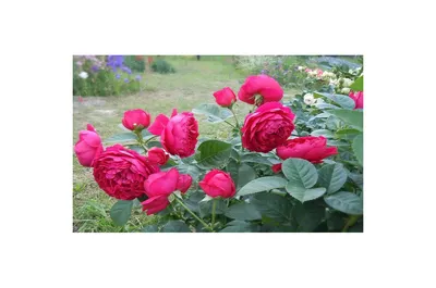 Саженцы розы аскот купить в Москве по цене от 690 рублей